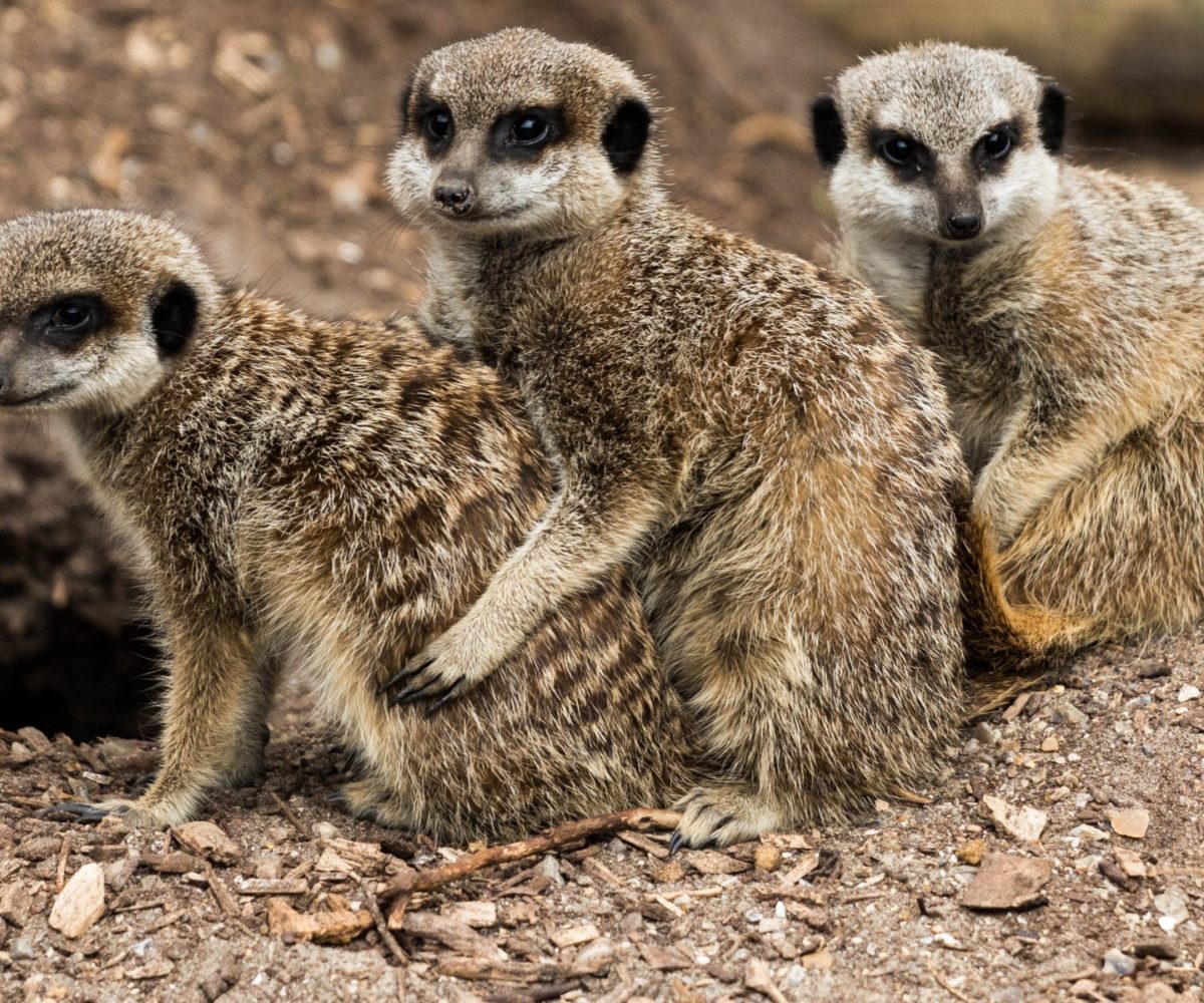 Meercats