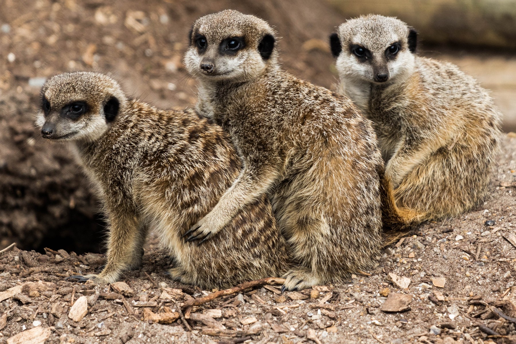 Meercats